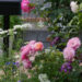 Rose Salon's Garden